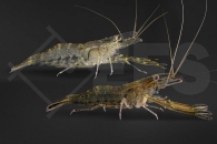 1600397_Macrobrachium-nipponense_01