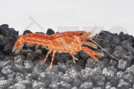 1600477_Cambarellus-patzcuarensis-orange_Mandarin-Zwergkrebs_01