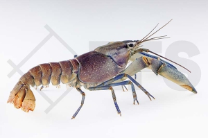 1600507_Cherax-warsamonicus_Krebs-HOA-CREEK_01