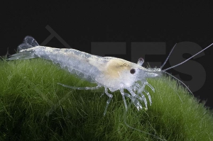 1600527_Neocaridina-palmata_white-pearl_01