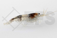 1600627_Caridina-logemanni_Bienengarnele_02