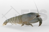 1600637_Atya-gabonensis_Blaue-Monstergarnele_01