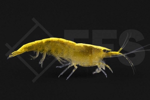 1600656_Neocaridina-davidi_yellow-golden-back-Garnele_01