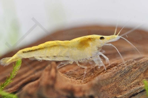 1600657_Neocaridina-davidi_Gelbe-Zwerggarnele_01