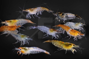 1600658_Neocaridina-davidi_Standard-Garnelen-mix_01
