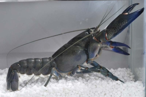 1600697_Cherax-destructor_Blauer-Yabby_01