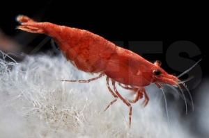 1600757_Neocaridina-davidi_Sakura-Garnele_01
