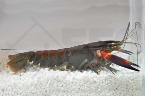 1600827_Cherax-spec_Red-Chili-Lobster_01