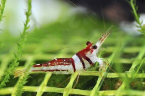 1600907_Caridina-cf-woltereckae_Harlekin-Garnele_01