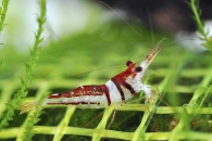 1600907_Caridina-cf-woltereckae_Harlekin-Garnele_01