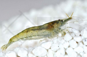 1600917_Caridina-spec-rainbow_Regenbogengarnele_01