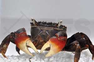 1600937_Neosarmatium-africanum_Deutschlandkrabbe_01