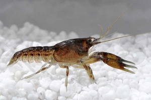 1600977_Cambarellus-patzcuarensis-black_Schwarzer-Zwergkrebs_01