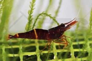 1601017_Caridina-spec_Gelbband-Matano-Garnele_01