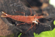 1601187_Caridina-striata_Rotlinien-Streifengarnele_01