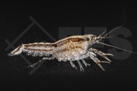 1601217_Cambarellus-texanus_Texas-Zwergflusskrebs_01