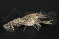 1601637_Cambarellus-spec-alabama_Alabama-Zwergflusskrebs_01