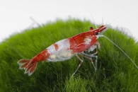 1601647_Neocaridina-davidi_Rili-Garnele-rot_01