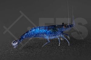 1601667_Neocaridina-davidi_Blue-Velvet-Garnele_01