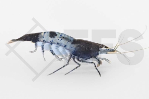 1601707_Neocaridina-davidi_Rili-Garnele-carbon_01