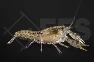 1601837_Cambarellus-diminutus_Braunblauer-Zwergflusskrebs_01