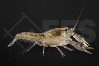 1601837_Cambarellus-diminutus_Braunblauer-Zwergflusskrebs_01