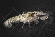 1601877_Cambarellus-schmitti_Schmitts-Zwergflusskrebs_01