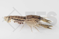 1601887_Cambarellus-ninae_Ninas-Zwergflusskrebs_01