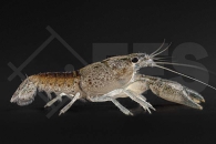 1601897_Procambarus-vasquezae_Flusskrebs_01