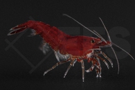 1601937_Neocaridina-davidi_Garnele_bloody-mary_01