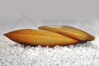 1900047_Pilsbryoconcha-exilis_Tropische-Suesswassermuschel_01