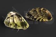 1900147_Septaria-porcellana_gruene-muschelschnecke_01