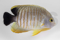 m10014_centropyge_eibli_eibls_zwergkaiser_01