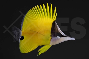 m10015_Forcipiger-flavissimus_Gelber-Langnasen-Pinzettfisch_01