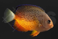 m10018_Centropyge-ferrugata_Rotbrauner-Zwergkaiserfisch_01