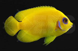 m10026_Centropyge-flavissima_Zitronen-Zwergkaiserfisch_01