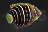 m10034_Pomacanthus-chrysurus_Ostafrika-Kaiserfisch_01