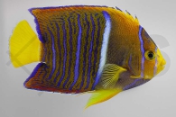 m10041_Holacanthus-passer_Kaiser-von-Mexiko_juvenil_01