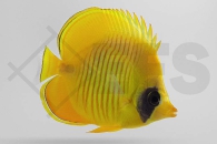 m10052_Chaetodon-semilarvatus_Masken-Falterfisch_01