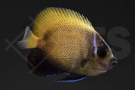 m10073_Pomacanthus-navarchus_Traumkaiserfisch_NZ_01