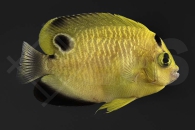m10074_Apolemichthys-xanthopunctatus_Goldtupfen-Kaiserfisch_01