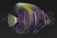 m10077_Pomacanthus-maculosus_Arabischer-Kaiserfisch_gelbe-Sichel_02