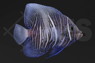 m10078_Pomacanthus-maculosus_Arabischer-Kaiserfisch_weisse-Sichel_01