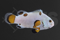 m10102_Amphiprion-ocellaris_Falscher-Clownfisch_Hail-Storm_01