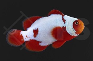 m10103_Premnas-biaculeatus_Samtanemonenfisch_thunder_01