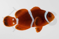 m10104_Premnas-biaculeatus_Samtanemonenfisch_Gold-Stripe_01