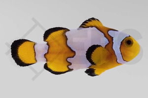 m10105_Amphiprion-ocellaris_Falscher-Clownfisch_Premium-snowflake_01