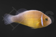 m10142_Amphiprion-perideraion_Halsband-Anemonenfisch_Natur_01