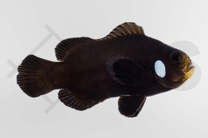 m10153_Amphiprion-ocellaris_Falscher-Clownfisch_Single-dot-domino_01