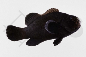 m10155_Amphiprion-ocellaris_Falscher-Clownfisch_Midnight_01